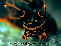 Nembrotha kubaryana head shot! by Chad Ordelheide 